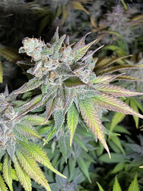 auto COOKIES. Week 12