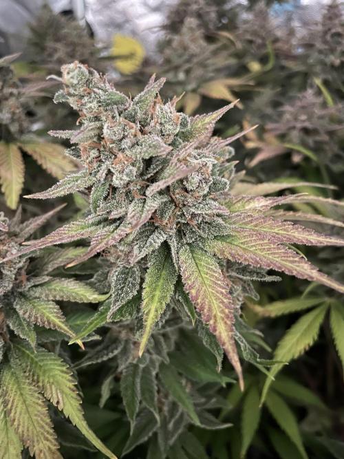 auto COOKIES. Week 12