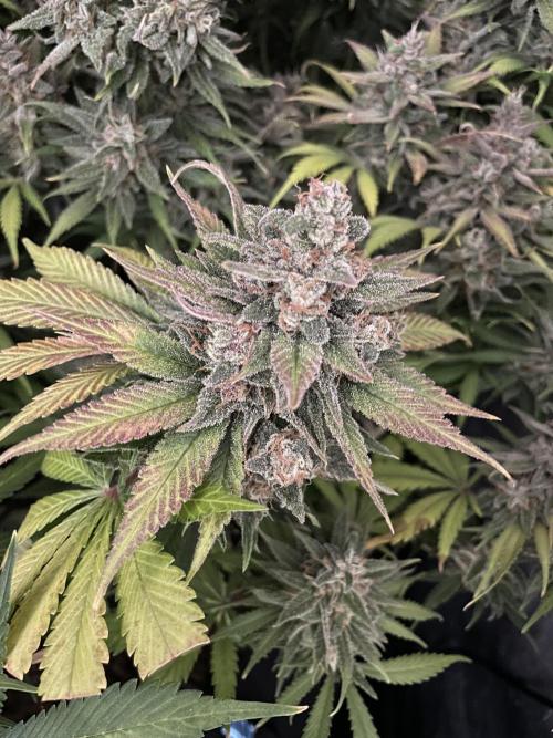 auto COOKIES. Week 12