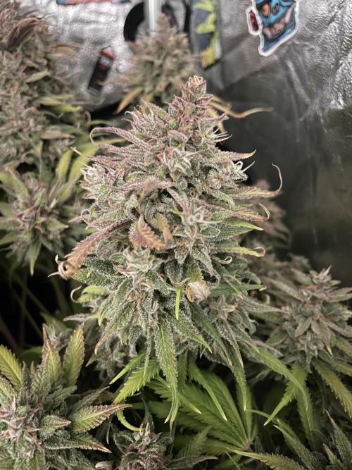 auto COOKIES. Week 12 - tropicana