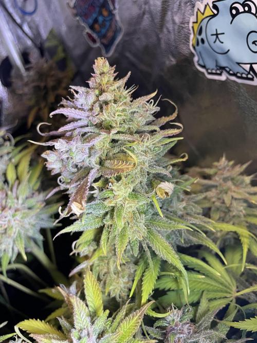 auto COOKIES. Week 12 - tropicana 