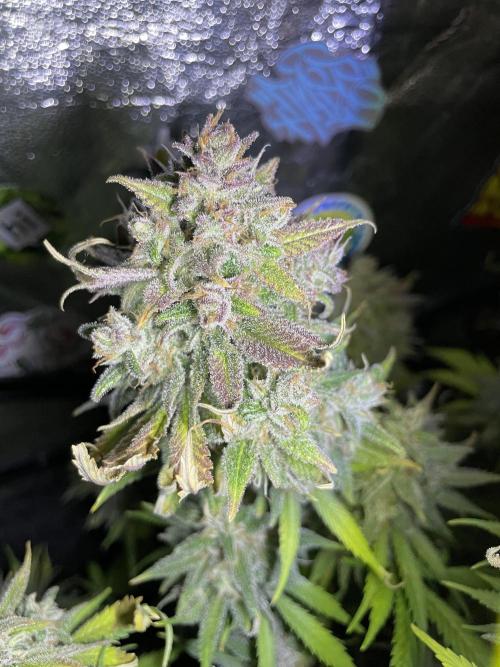 auto COOKIES. Week 12 - tropicana