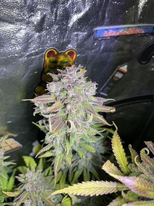 auto COOKIES. Week 12 - tropicana