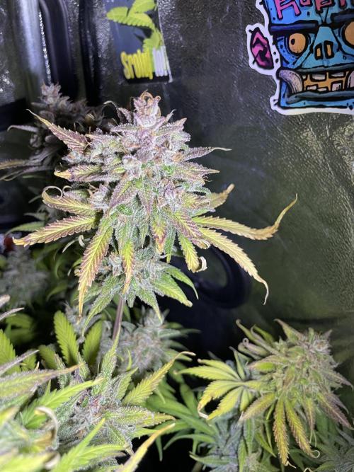 auto COOKIES. Week 12 - tropicana