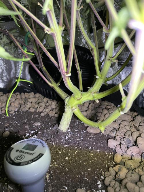 auto COOKIES. Week 12 - tropicana