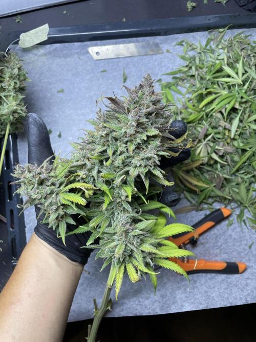 auto COOKIES. Week 12 - tropicana main cola