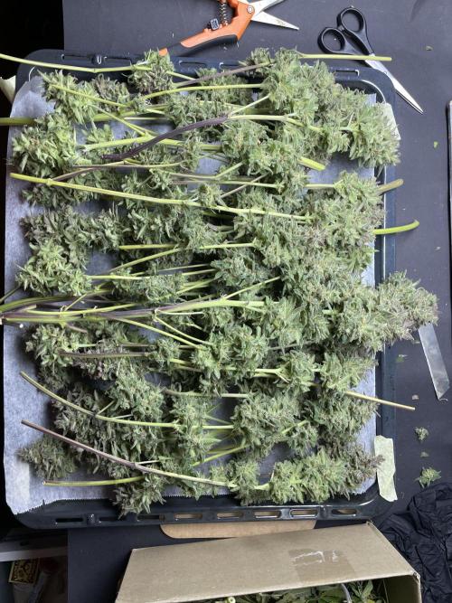 auto COOKIES. Week 12 - Tropicana only