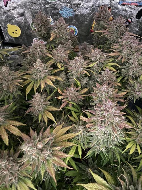 auto COOKIES. Week 12