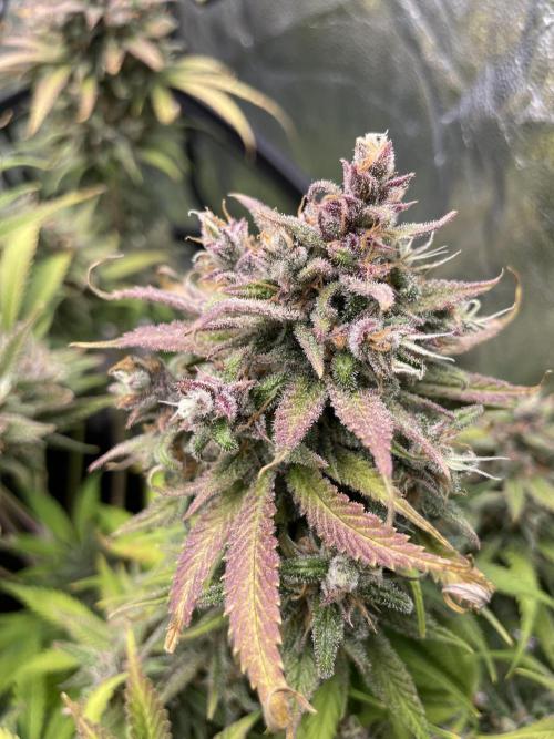 auto COOKIES. Week 12