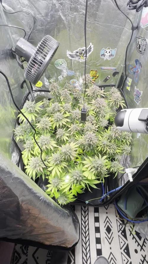 auto COOKIES
