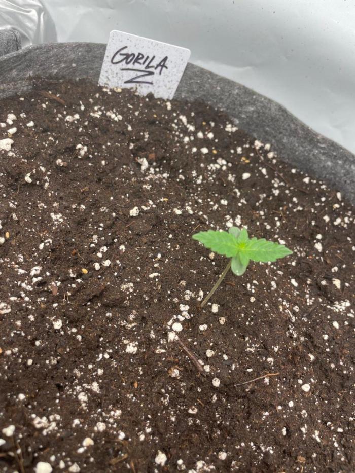 "Grapefruit" comeback! (Gorilla Z auto). Week 1