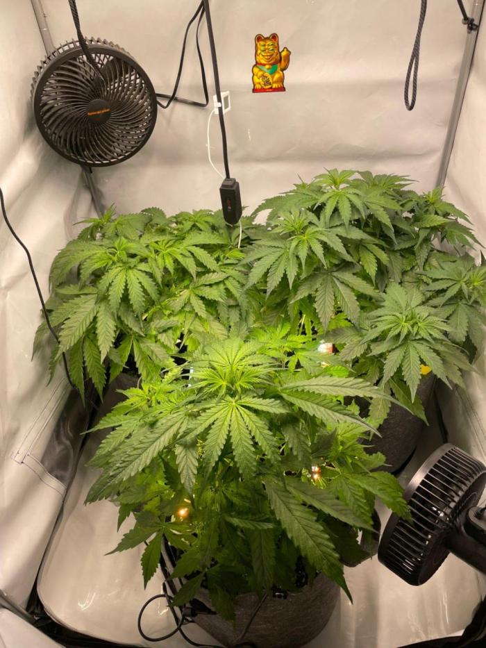 "Grapefruit" comeback! (Gorilla Z auto). Week 4