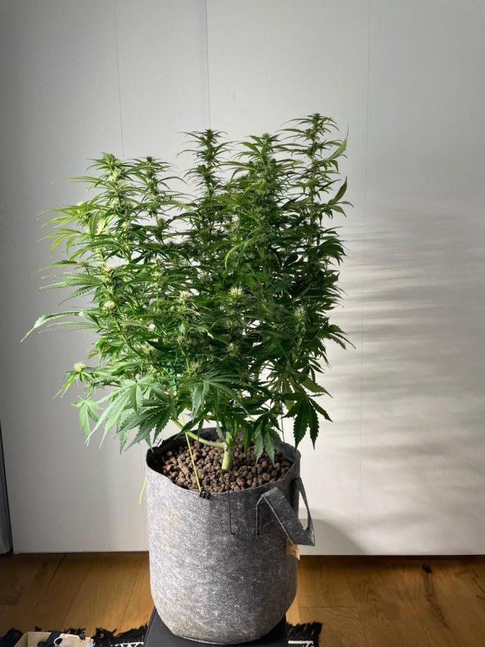 "Grapefruit" comeback! (Gorilla Z auto). Week 7