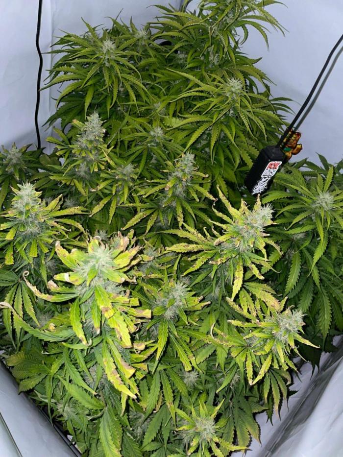 "Grapefruit" comeback! (Gorilla Z auto). Week 10