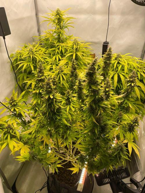 "Grapefruit" comeback! (Gorilla Z auto). Week 12