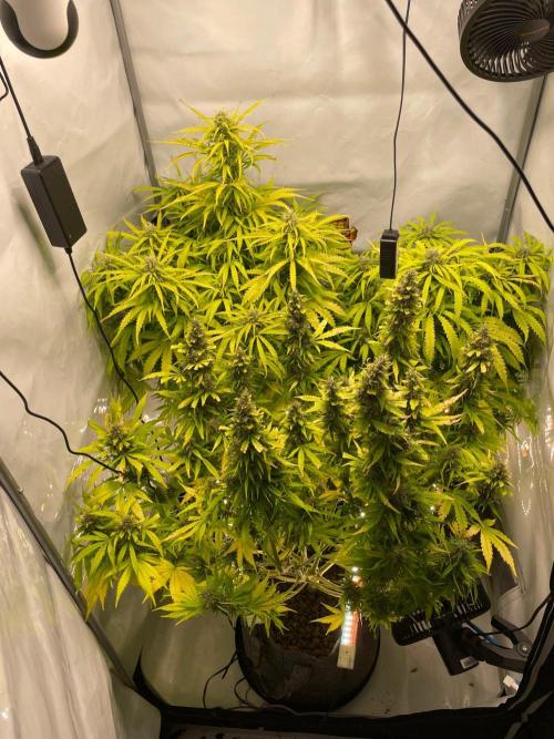 "Grapefruit" comeback! (Gorilla Z auto). Week 12