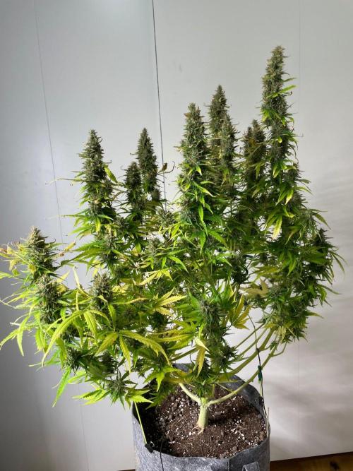 "Grapefruit" comeback! (Gorilla Z auto). Week 13