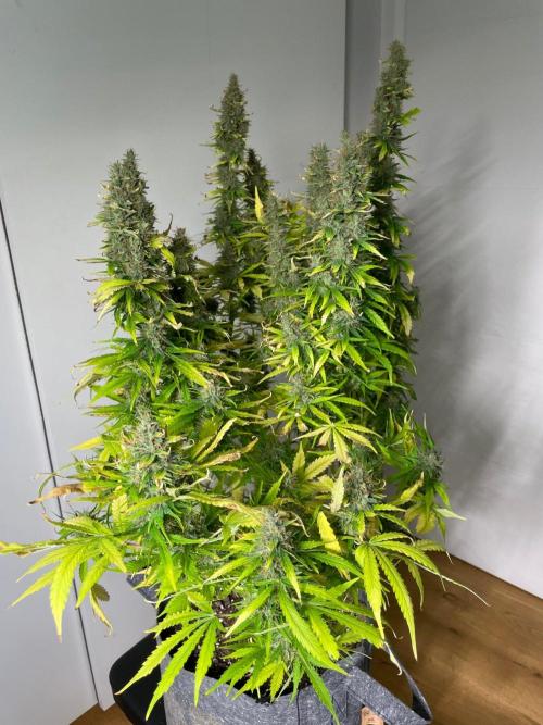 "Grapefruit" comeback! (Gorilla Z auto). Week 13