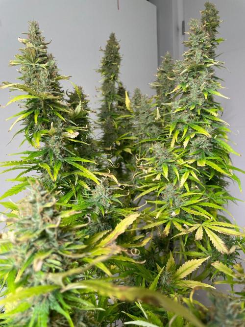 "Grapefruit" comeback! (Gorilla Z auto). Week 13