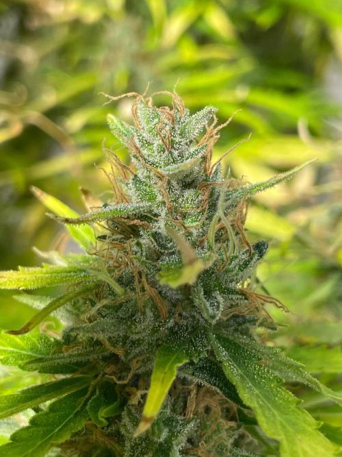 "Grapefruit" comeback! (Gorilla Z auto). Week 13