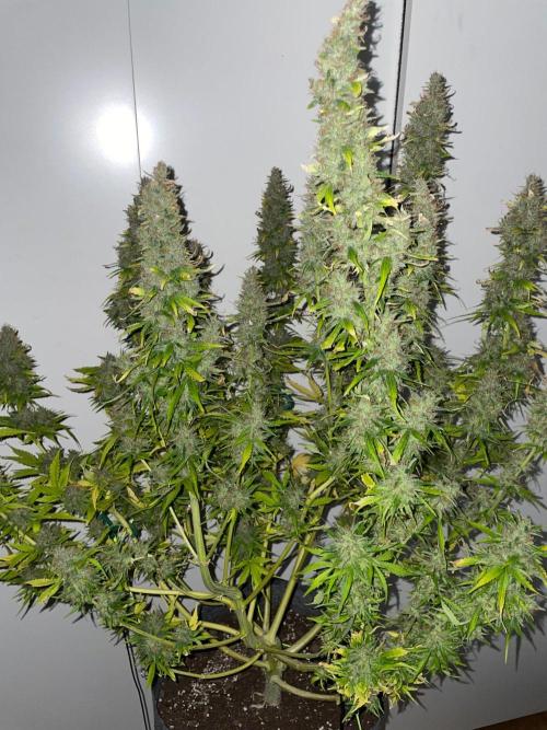 "Grapefruit" comeback! (Gorilla Z auto). Week 14