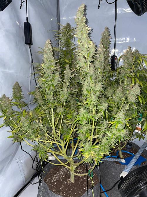 "Grapefruit" comeback! (Gorilla Z auto). Week 14