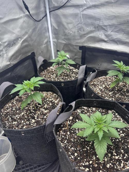 Mars Spice 20/20. Week 8