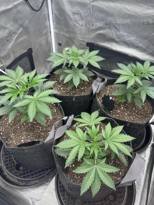 Mars Spice 20/20. Week 8
