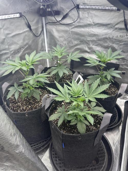 Mars Spice 20/20. Week 8