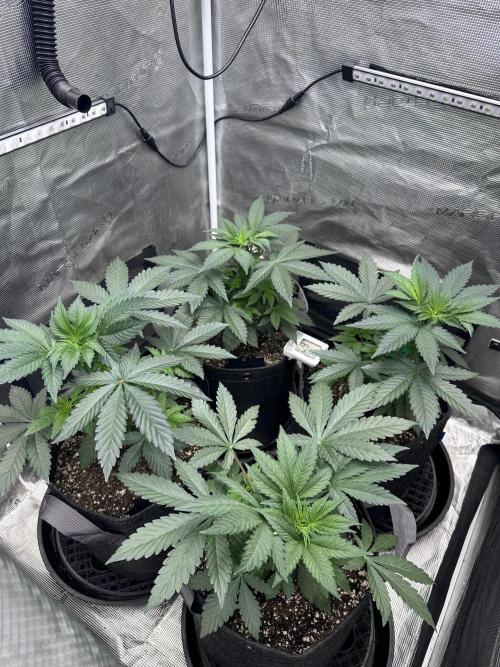 Mars Spice 20/20. Week 8