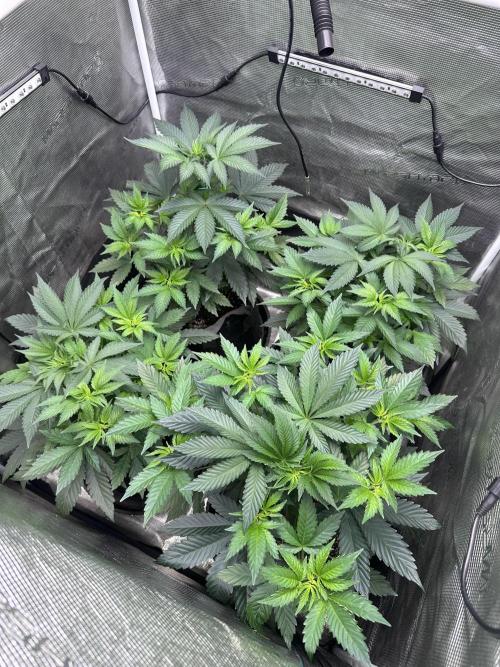 Mars Spice 20/20. Week 8