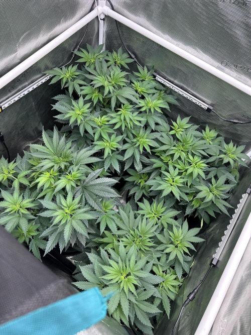 Mars Spice 20/20. Week 8