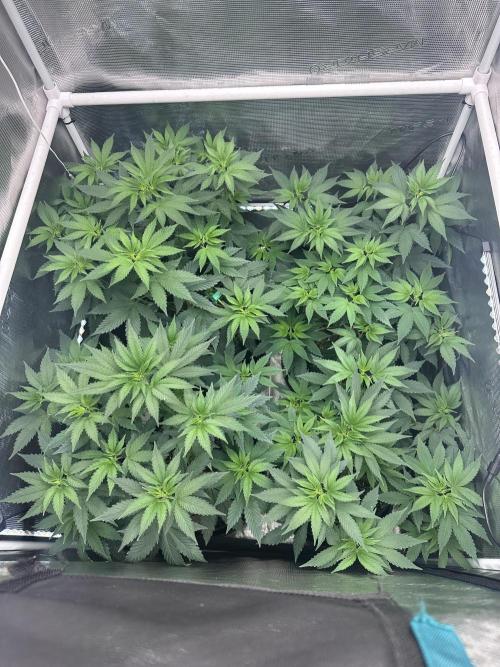 Mars Spice 20/20. Week 8