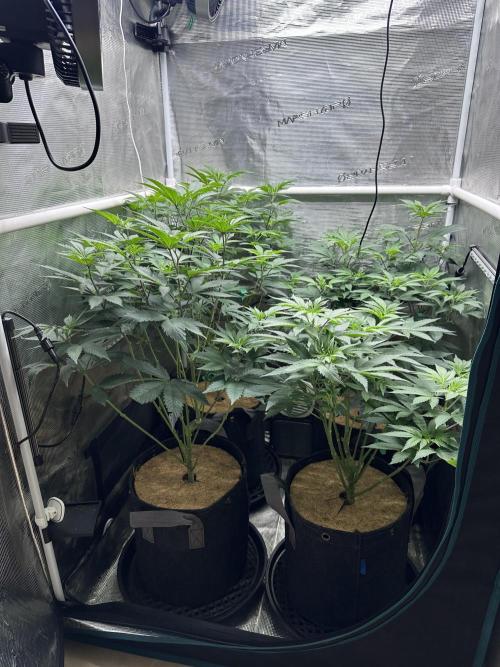 The Spice Twenty20 Mars-GD. Week 9