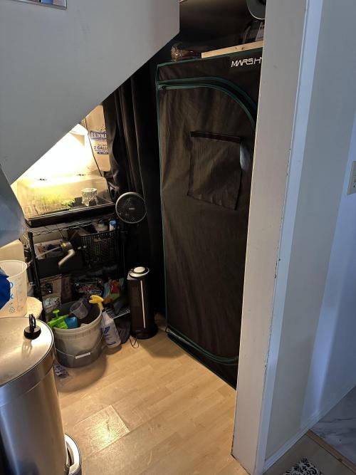 The Spice Twenty20 Mars-GD. Week 9 - Harry Potter grow