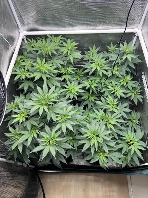 The Spice Twenty20 Mars-GD. Week 9