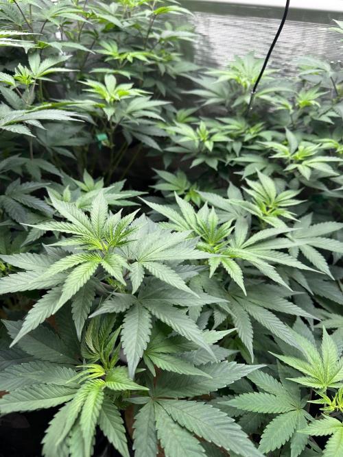 The Spice Twenty20 Mars-GD. Week 9