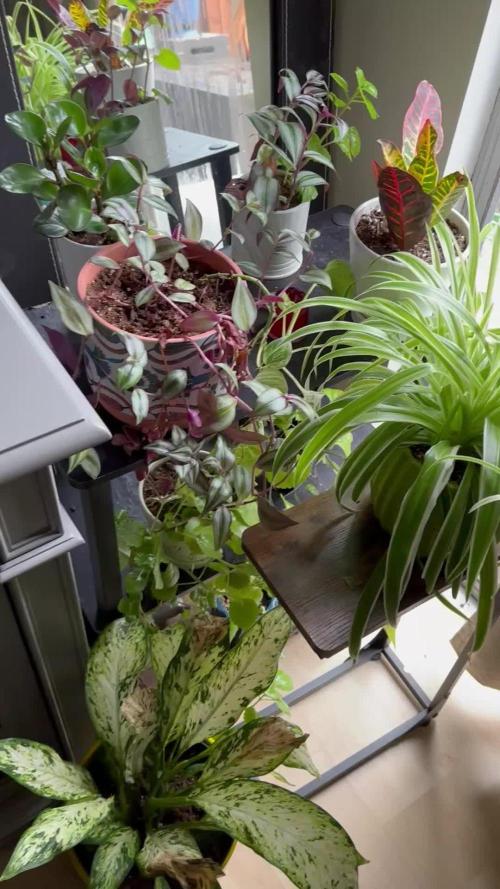 The Spice Twenty20 Mars-GD