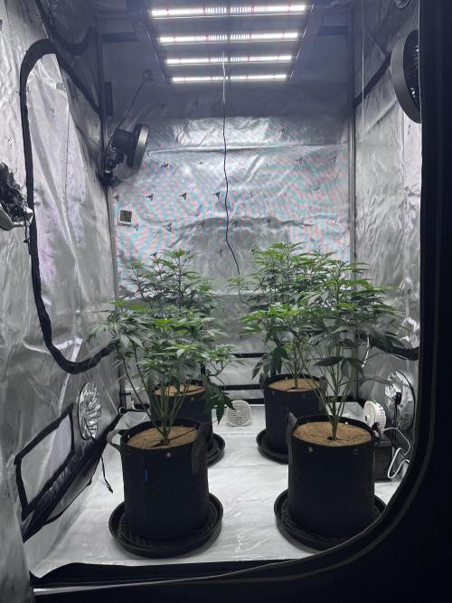 The Spice Twenty20 Mars-GD. Week 9 - New tent who dis?