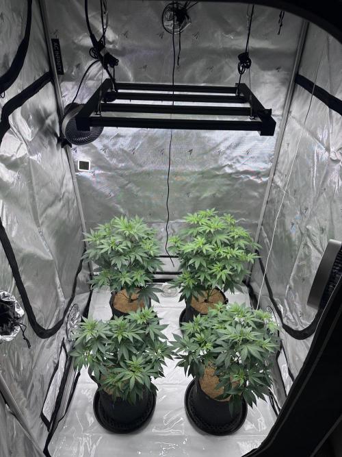 The Spice Twenty20 Mars-GD. Week 10