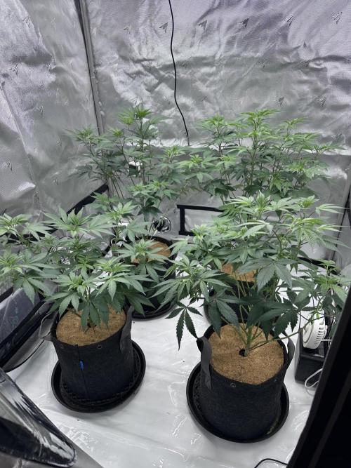 The Spice Twenty20 Mars-GD. Week 10