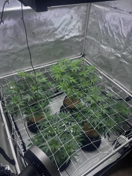 The Spice Twenty20 Mars-GD. Week 10