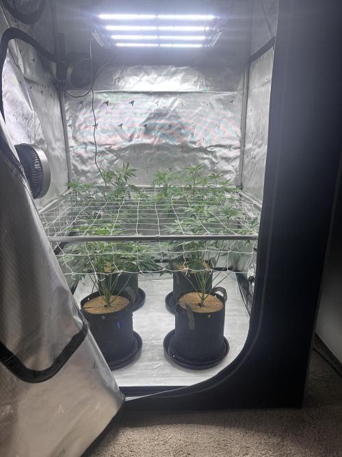 The Spice Twenty20 Mars-GD. Week 10