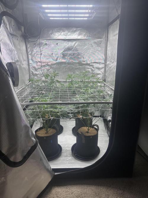 The Spice Twenty20 Mars-GD. Week 10