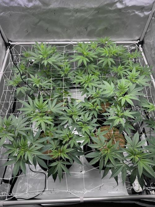 The Spice Twenty20 Mars-GD. Week 10