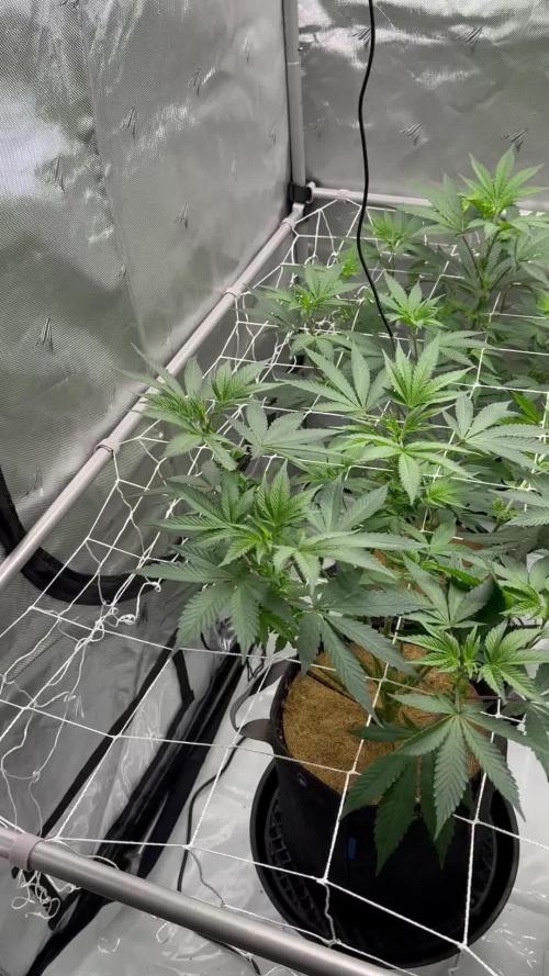 The Spice Twenty20 Mars-GD