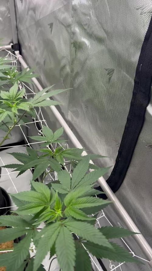 The Spice Twenty20 Mars-GD