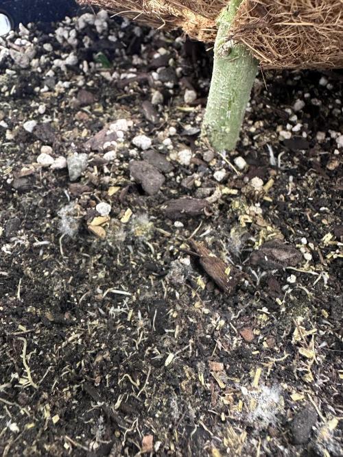 The Spice Twenty20 Mars-GD. Week 10 - White fuzz from the kashi breaking down nutrients.