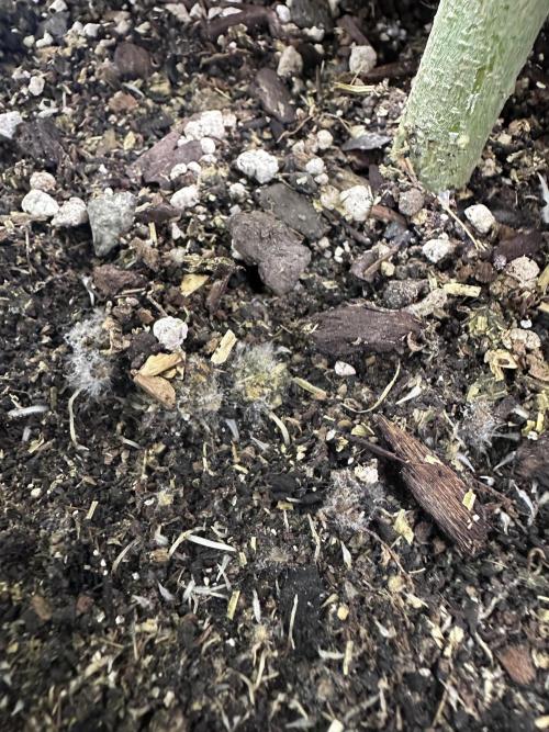 The Spice Twenty20 Mars-GD. Week 10