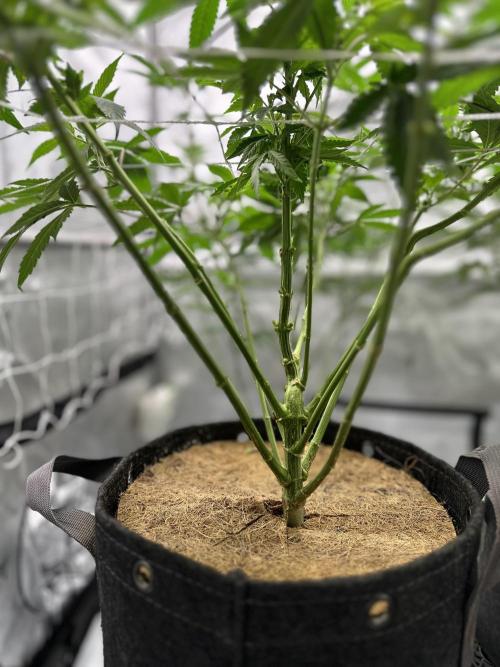 The Spice Twenty20 Mars-GD. Week 10